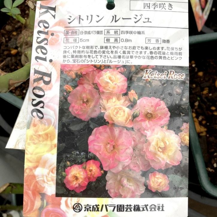 【NEW】バラ大苗 シトリン・ルージュ 4.5号ロングポット 京成バラ園芸|花木04-PA