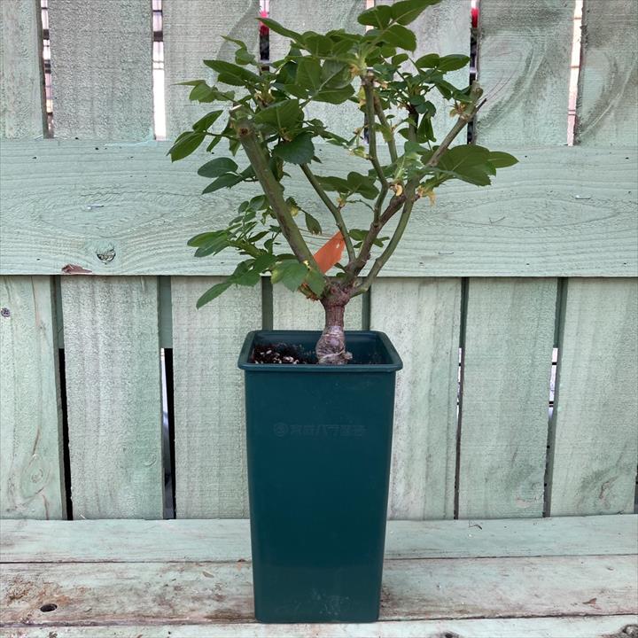 【NEW】バラ大苗 シトリン・ルージュ 4.5号ロングポット 京成バラ園芸|花木04-PA