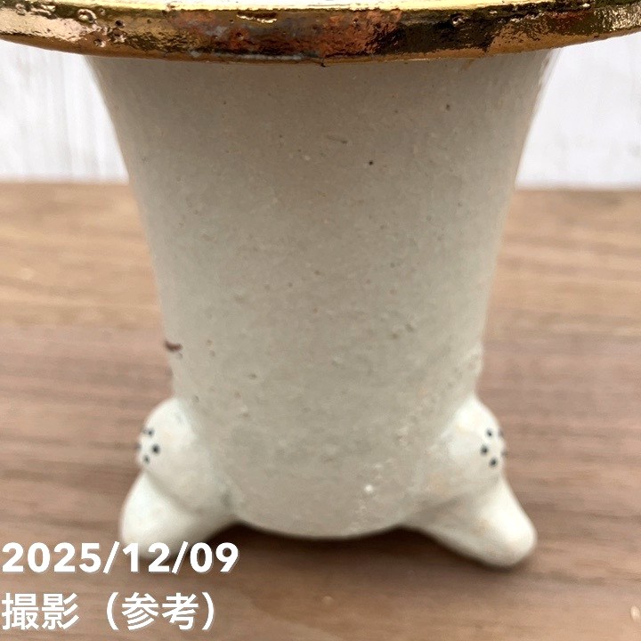 現品お届け】豊明園 万年青 オモト 春楽（しゅんらく） 龍白鉢（O44