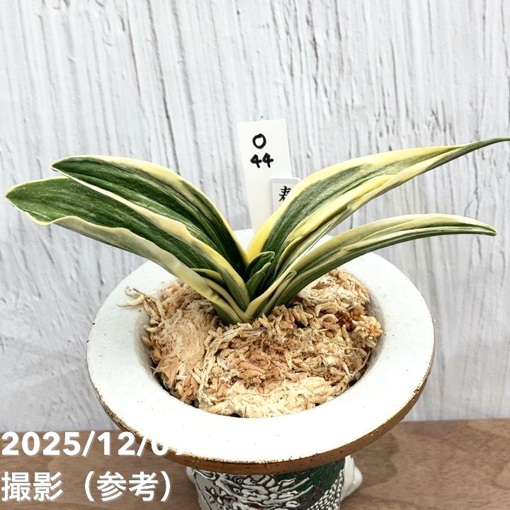ほ*。様 Y12 万年青　実親　鉢植え　観葉植物 ほ*。様 Y12 万年青 実親 鉢植え 観葉植物 生産者直送］ムラサキオモト 4
