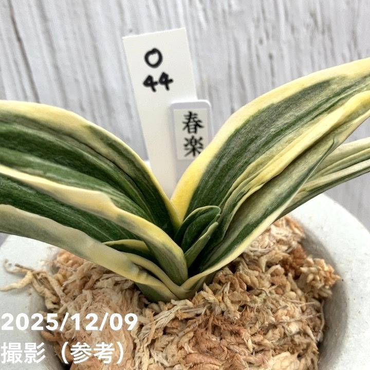 現品お届け】豊明園 万年青 オモト 春楽（しゅんらく） 龍白鉢（O44