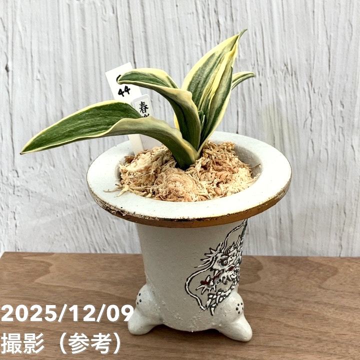 現品お届け】豊明園 万年青 オモト 春楽（しゅんらく） 龍白鉢（O44