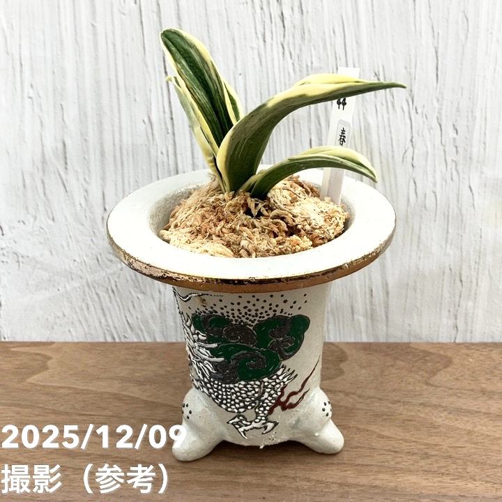 現品お届け】豊明園 万年青 オモト 春楽（しゅんらく） 龍白鉢（O44