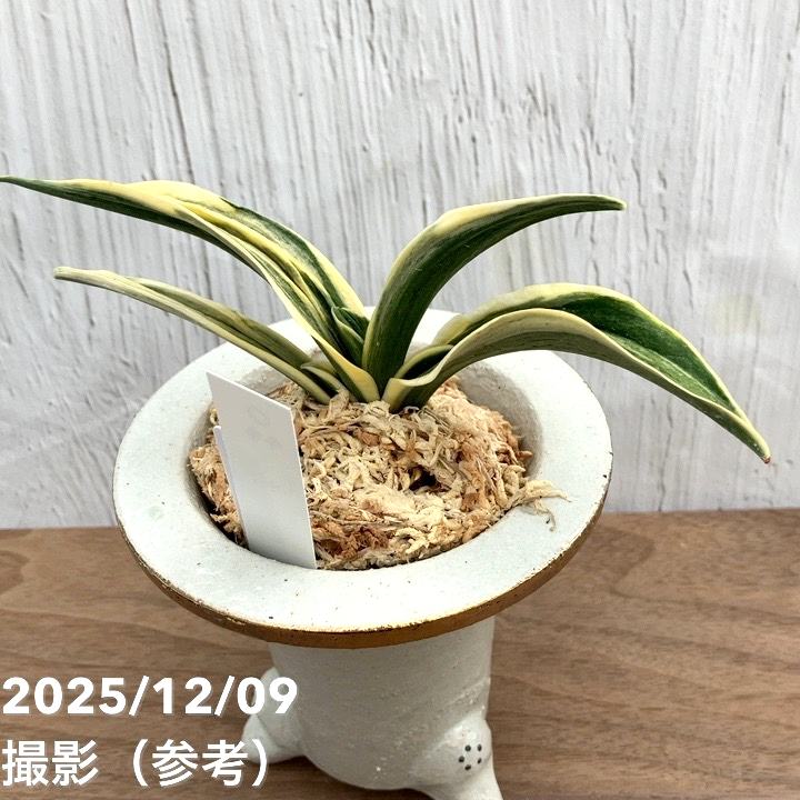 植木鉢　龍　落鑑有り 植木鉢 龍 落鑑有り