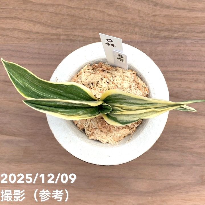 現品お届け】豊明園 万年青 オモト 春楽（しゅんらく） 龍白鉢（O44