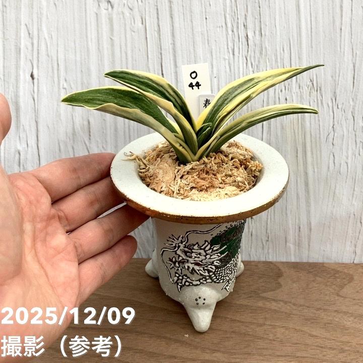 現品お届け】豊明園 万年青 オモト 春楽（しゅんらく） 龍白鉢（O44