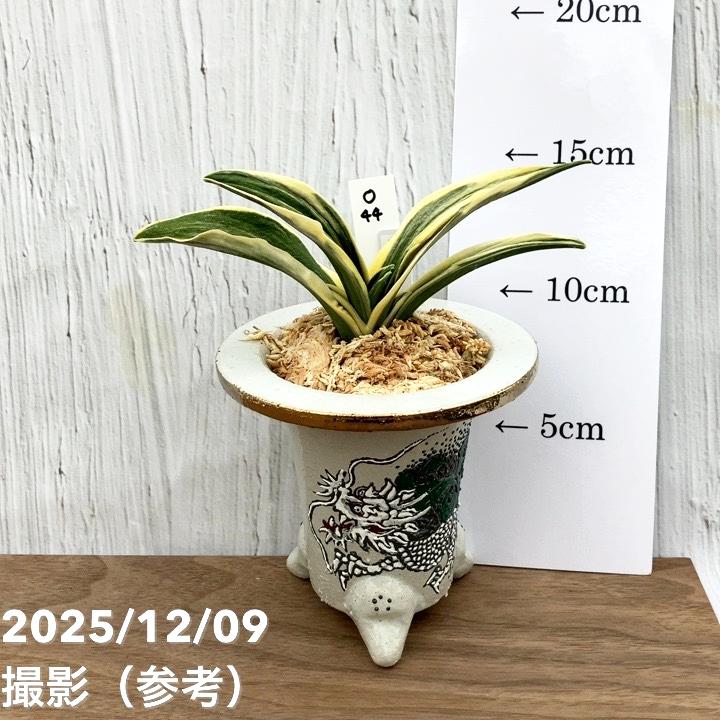 現品お届け】豊明園 万年青 オモト 春楽（しゅんらく） 龍白鉢（O44