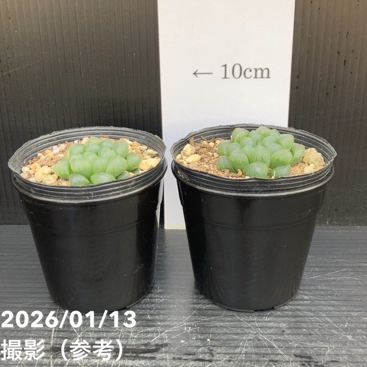 ハオルチア オブツーサ 3号 2鉢セット｜観葉10-TU | 観葉・多肉