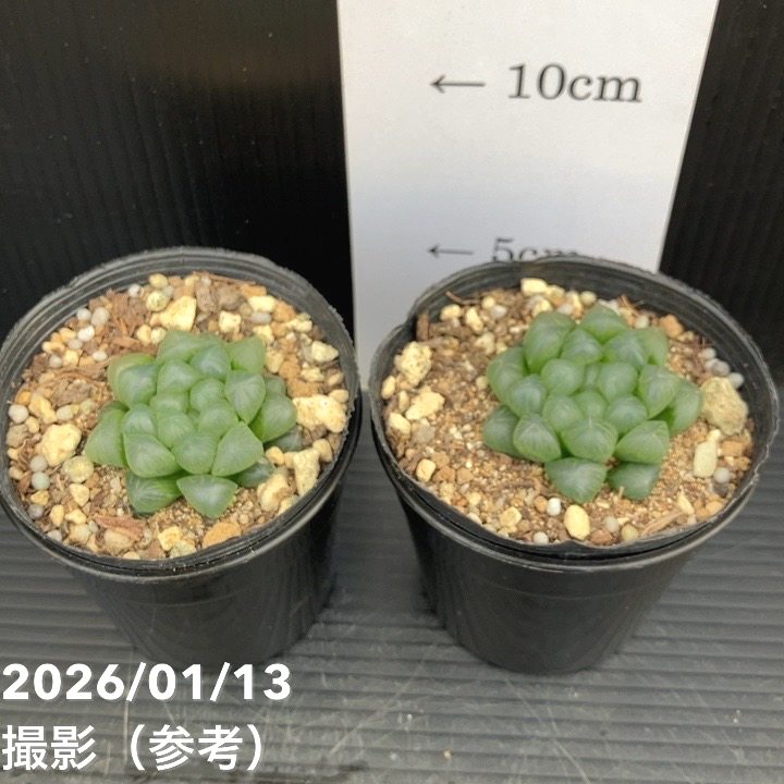 ハオルチア オブツーサ 3号 2鉢セット｜観葉10-TU | 観葉・多肉