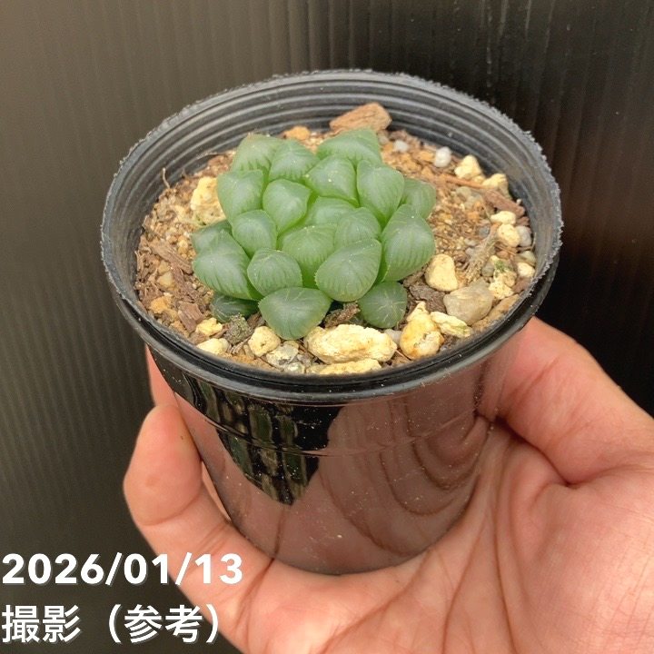 ハオルチア オブツーサ 3号 2鉢セット｜観葉10-TU | 観葉・多肉