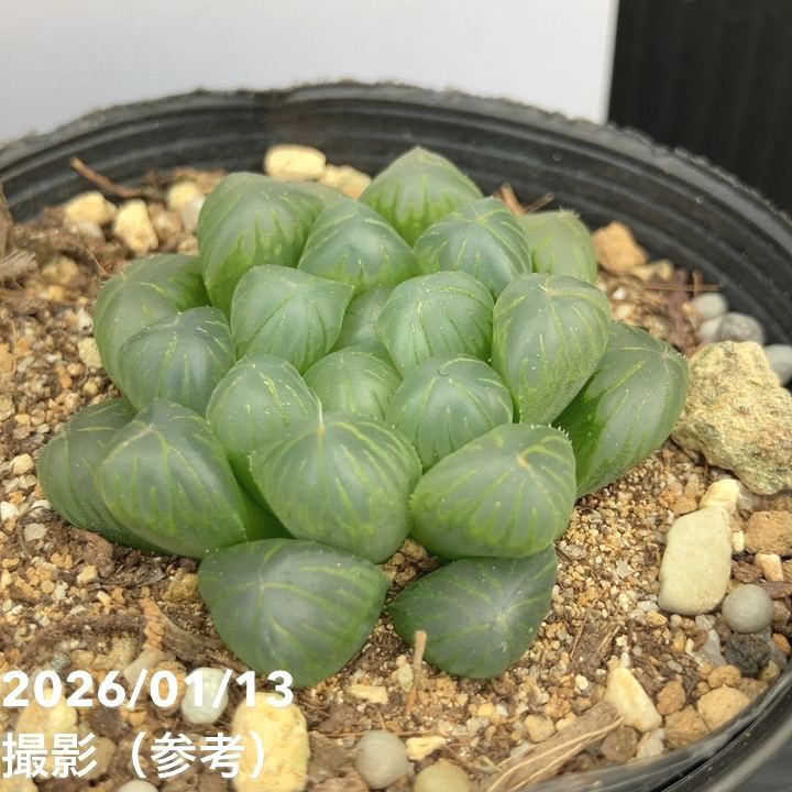 ハオルチア オブツーサ 3号 2鉢セット｜観葉10-TU | 観葉・多肉