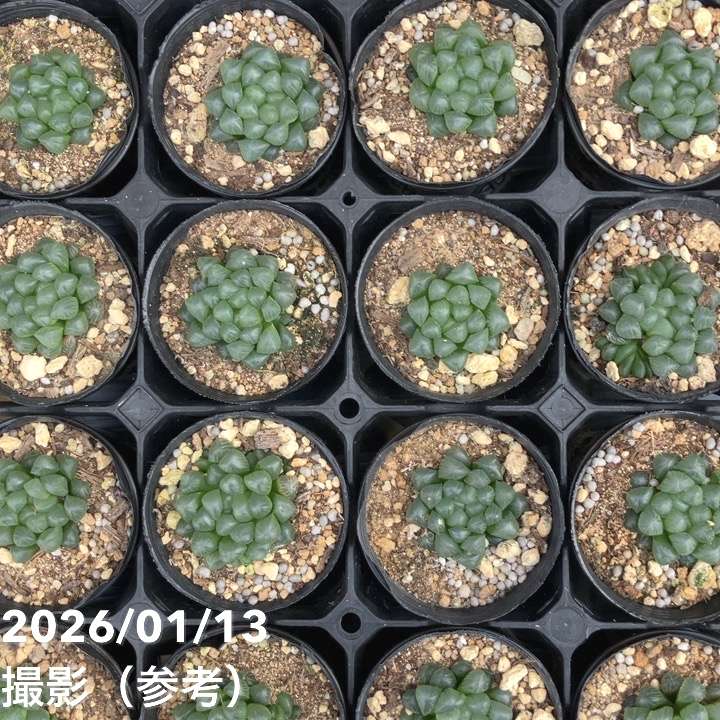 ハオルチア オブツーサ 3号 2鉢セット｜観葉10-TU | 観葉・多肉