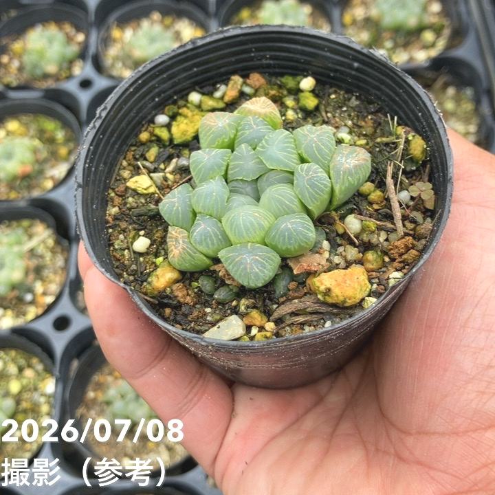 ハオルチア オブツーサ 3号 2鉢セット｜観葉10-TU | 観葉・多肉