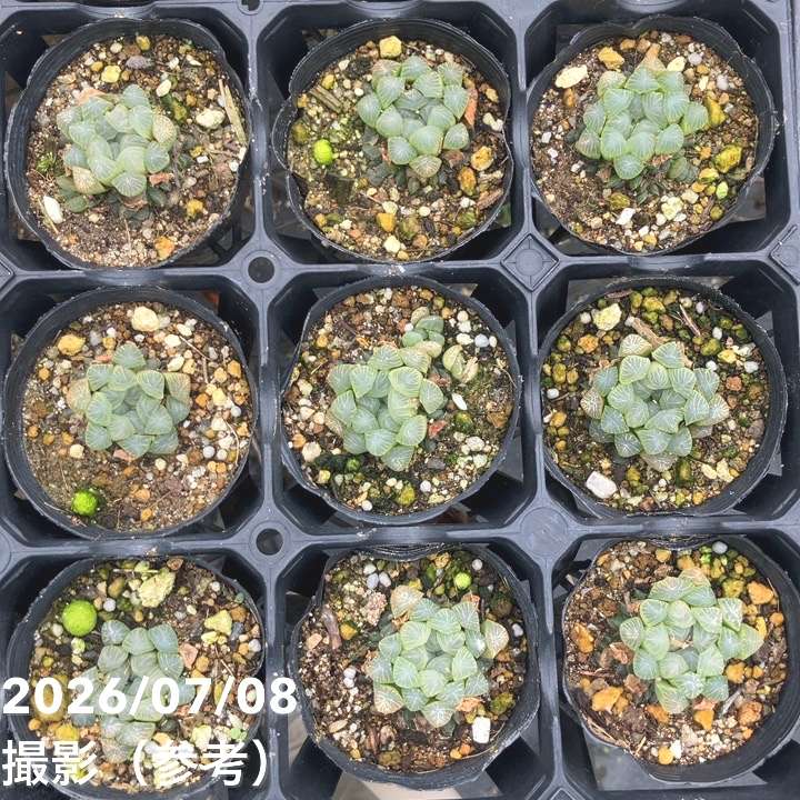 ハオルチア オブツーサ 3号 2鉢セット｜観葉10-TU | 観葉・多肉