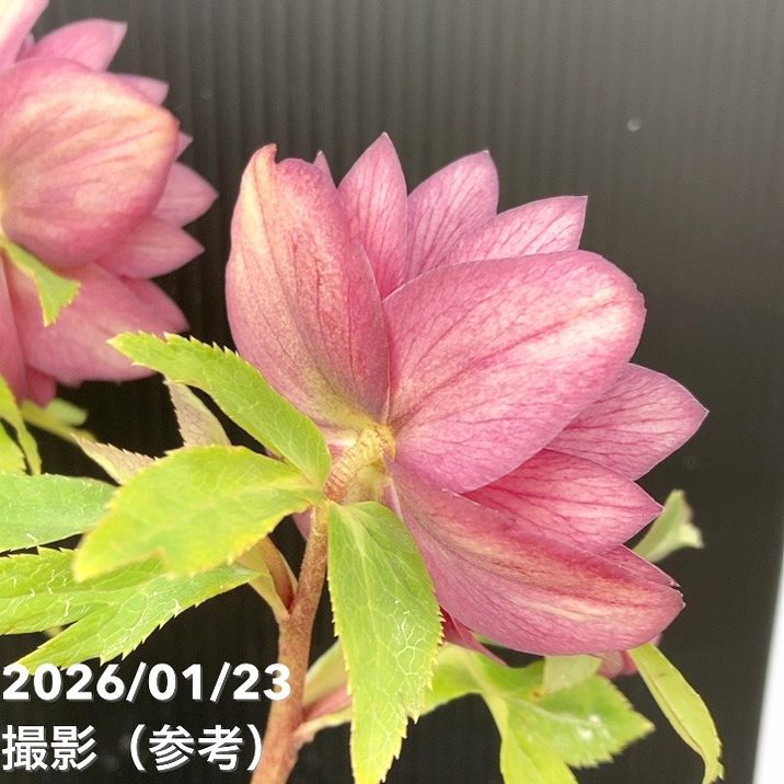 一点物】加藤農園 クリスマスローズ 4.5号（KT47）｜山野04-PA | 草花