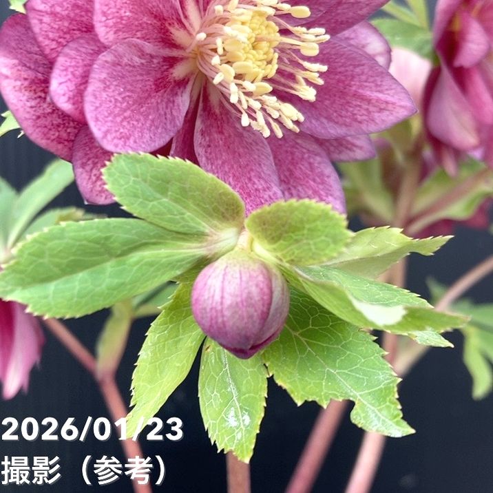 一点物】加藤農園 クリスマスローズ 4.5号（KT47）｜山野04-PA | 草花