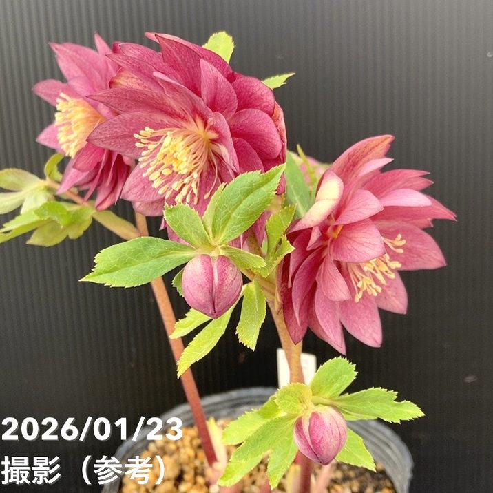 一点物】加藤農園 クリスマスローズ 4.5号（KT47）｜山野04-PA | 草花