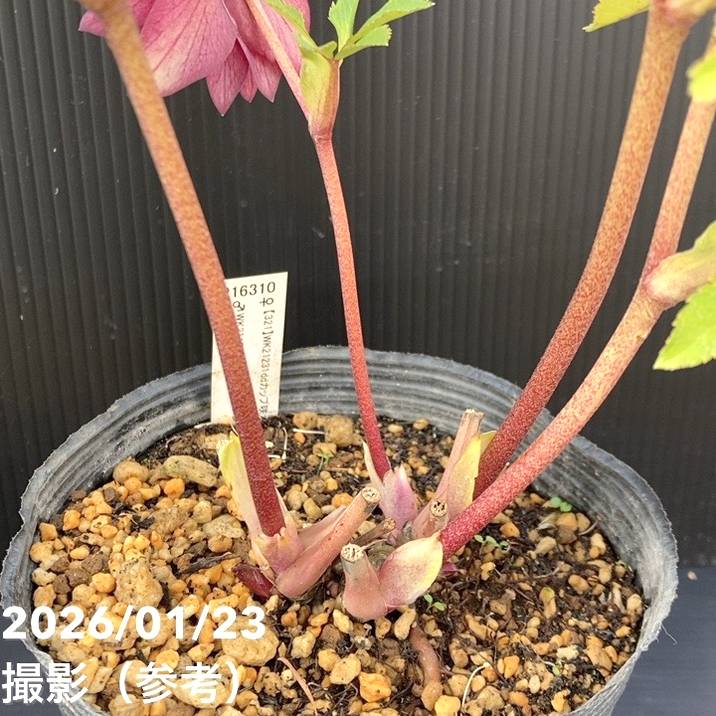 一点物】加藤農園 クリスマスローズ 4.5号（KT47）｜山野04-PA | 草花