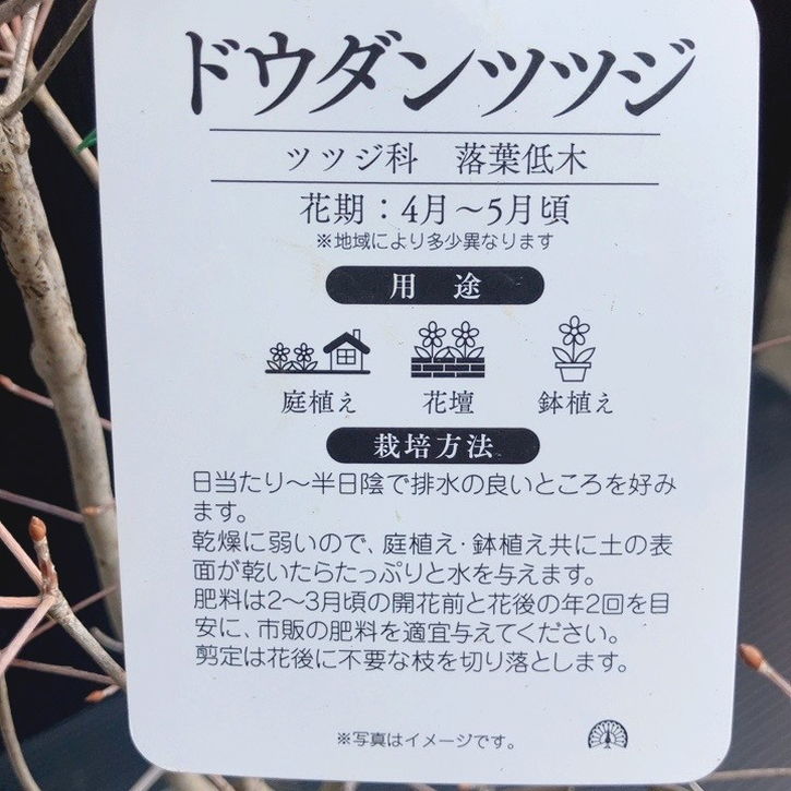 ドウダンツツジ 4号|花木04-PA