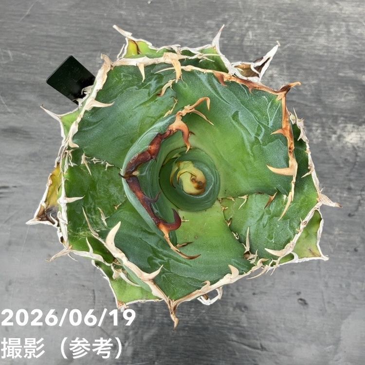 アガベ 4号 白鯨｜観葉10-TU | 観葉・多肉,アガベ | 赤塚植物園