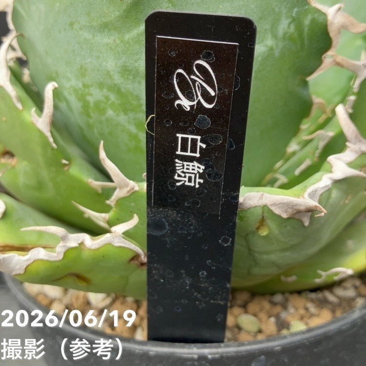 アガベ 4号 白鯨｜観葉10-TU | 観葉・多肉,アガベ | 赤塚植物園