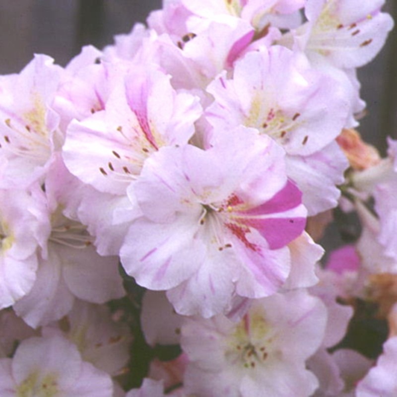 サツキ 一生の春 4号×3株セット｜花木10-AK | 花木・庭木,サツキ