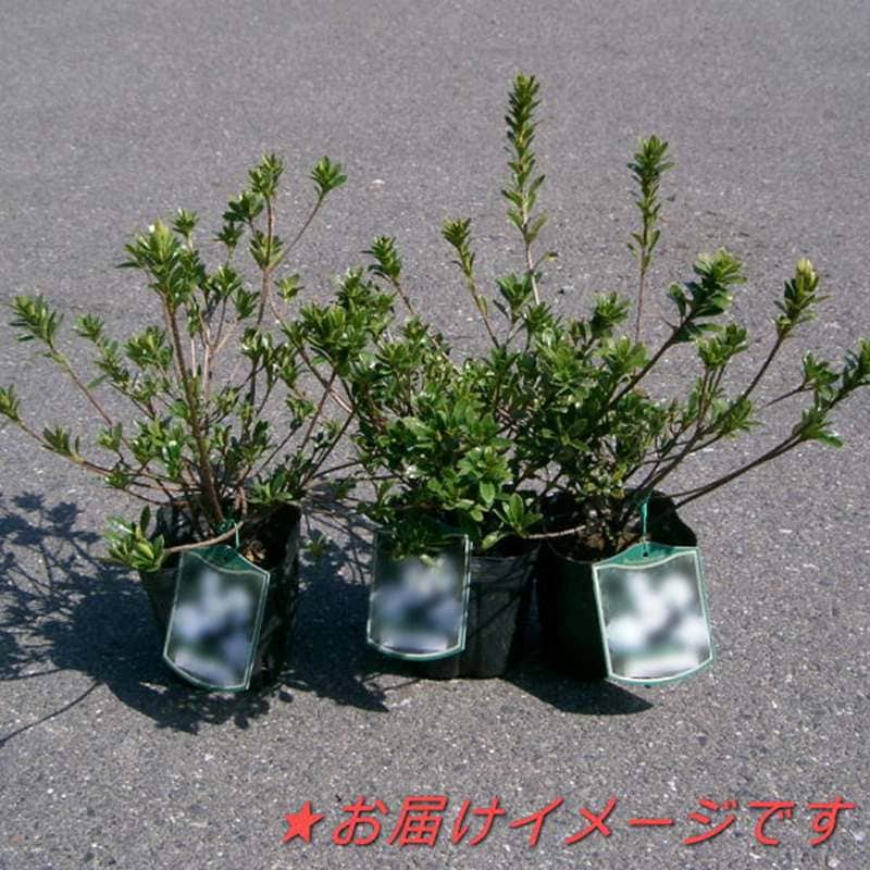 さつき　一生の春 一生の春(皐月)---盆栽ガイド 『BONSAI』