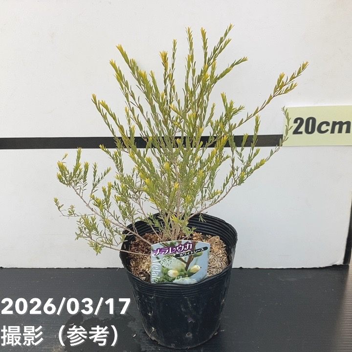 メラレウカ ホワイトレース ファイバーセメント鉢 メラレウカ ホワイトレース 5号 ※お届けに10日程度かかる場合がござい