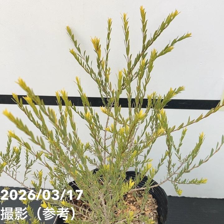 メラレウカ ホワイトレース 5号 ※お届けに10日程度かかる場合がござい