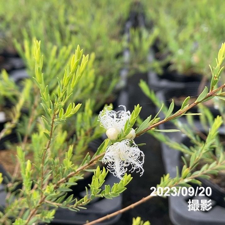 ドライフラワースワッグ 北海道の春 クラシカルホワイト