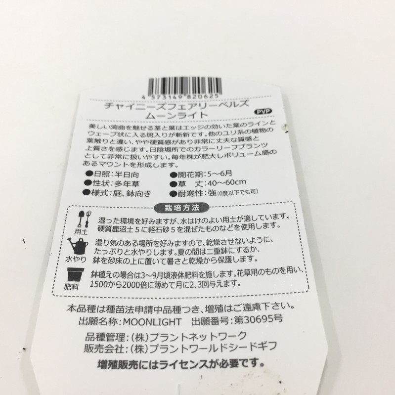 チャイニーズ フェアリーベルズ ムーンライト 5号｜草花10-TU