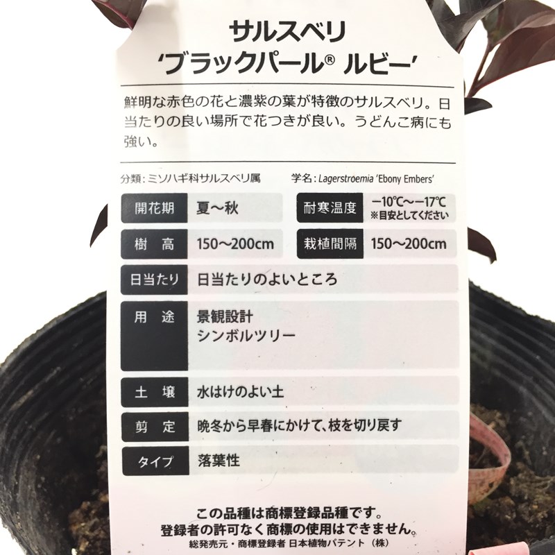 サルスベリ ブラックパール 'ルビー' 5号ポット ※お届けまでに10日ほどかかる場合がございます。|花木04-PA
