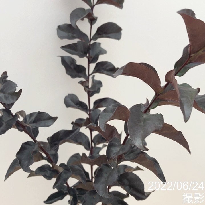 サルスベリ ブラックパール 'ルビー' 5号ポット ※お届けまでに10日ほどかかる場合がございます。|花木04-PA