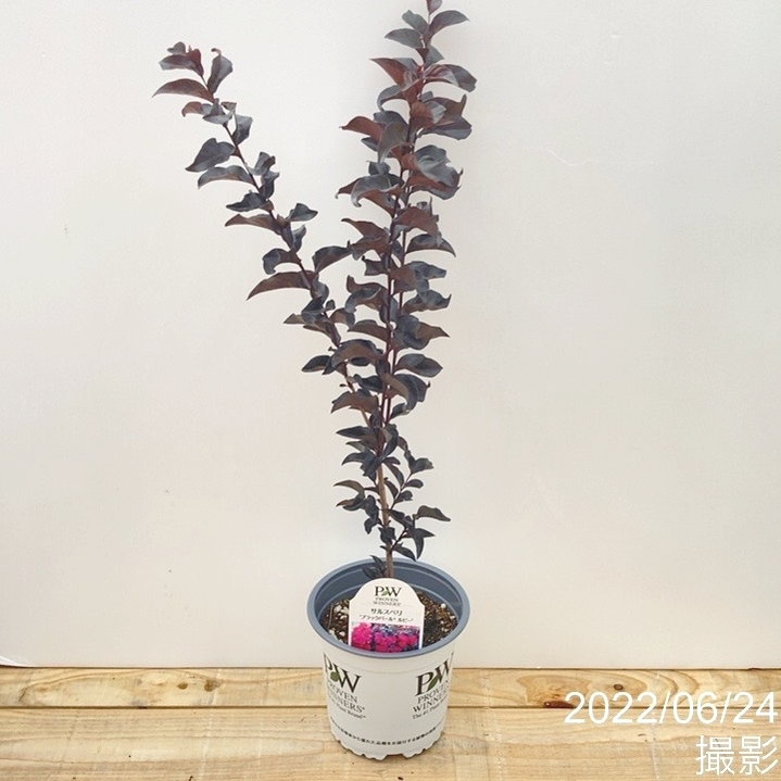 サルスベリ ブラックパール 'ルビー' 5号ポット ※お届けまでに10日ほどかかる場合がございます。|花木04-PA