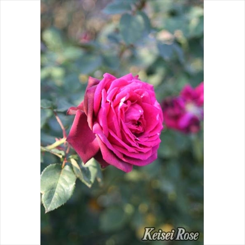 バラ大苗 グレーフィンディアナ 6号 京成バラ園芸｜花木04-PA | 花木