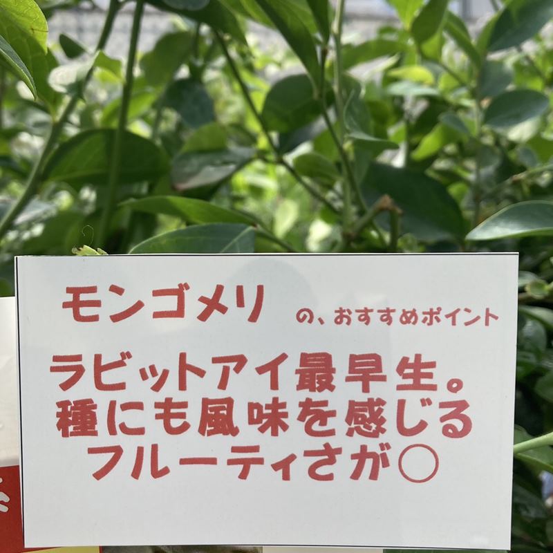 ブルーベリー ラビットアイ系 モンゴメリー 4.5～5号｜果樹04-PA