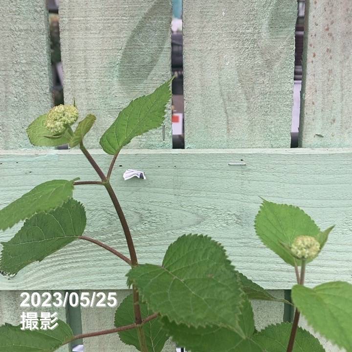 アメリカあじさい ピンクのアナベル2 5号 PVP｜花木04-PA | 花木・庭木