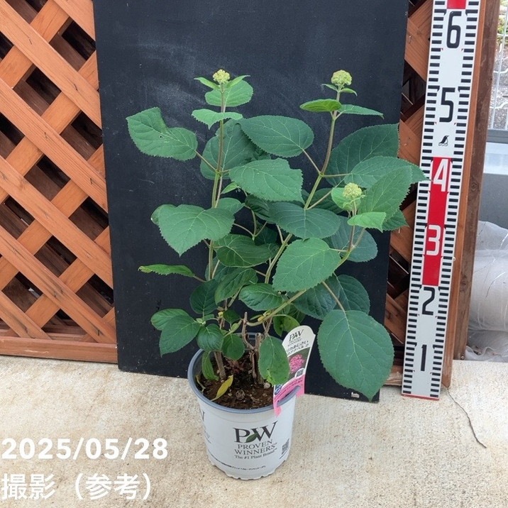 アメリカあじさい ピンクのアナベル2 5号 PVP｜花木04-PA | 花木・庭木