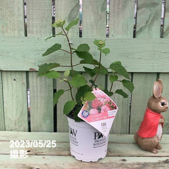 アメリカあじさい ピンクのアナベル2 5号 PVP｜花木04-PA | 花木・庭木