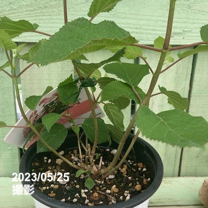 アメリカあじさい ピンクのアナベル2 5号 PVP｜花木04-PA | 花木・庭木