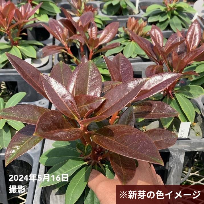 つぼみ付き＞シャクナゲ スーパーローディー 3.5号 ピンククラウド