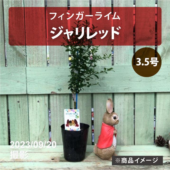④ஐ3種*ஐフィンガーライム・苗木【ドリームタイム・ジャリレッド・パープルブリス フィンガーライム 3.5号 ジャリレッド｜柑橘｜果樹10-TU | 果樹