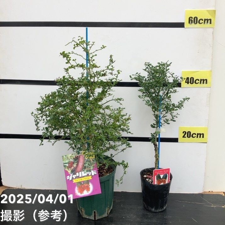 ④ஐ3種*ஐフィンガーライム・苗木【ドリームタイム・ジャリレッド・パープルブリス ④ஐ3種*ஐフィンガーライム・苗木【ドリームタイム・ジャリ