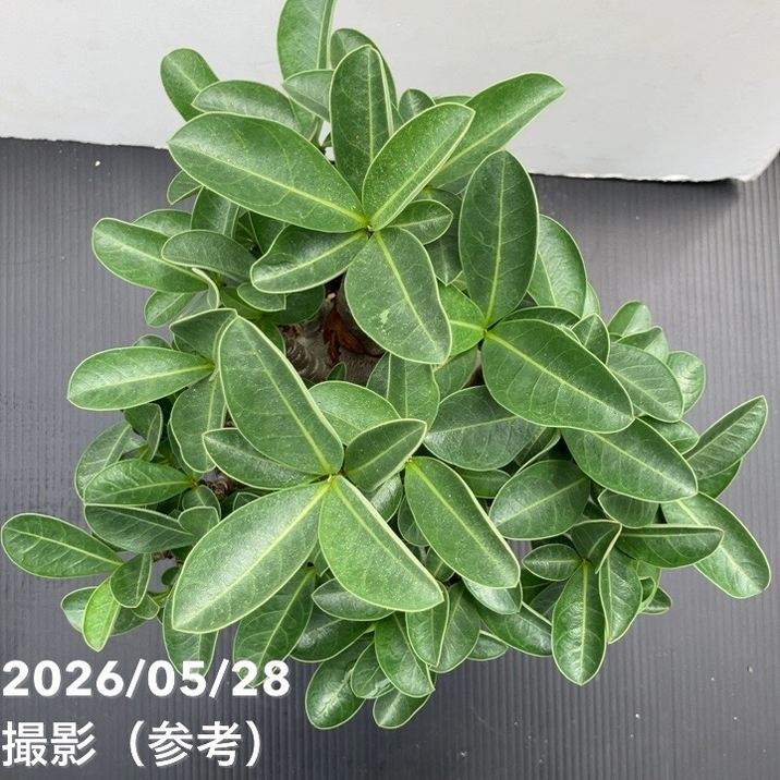 決算P5倍！10%OFF！8/2まで】アデニウム アラビクム 5号 コンパクト