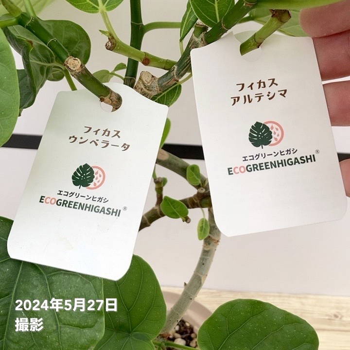 フィカス　ウンベラータ　新潟市引き渡し フィカス ウンベラータ 新潟市引き渡し フィカス ウンベラータ 新潟市