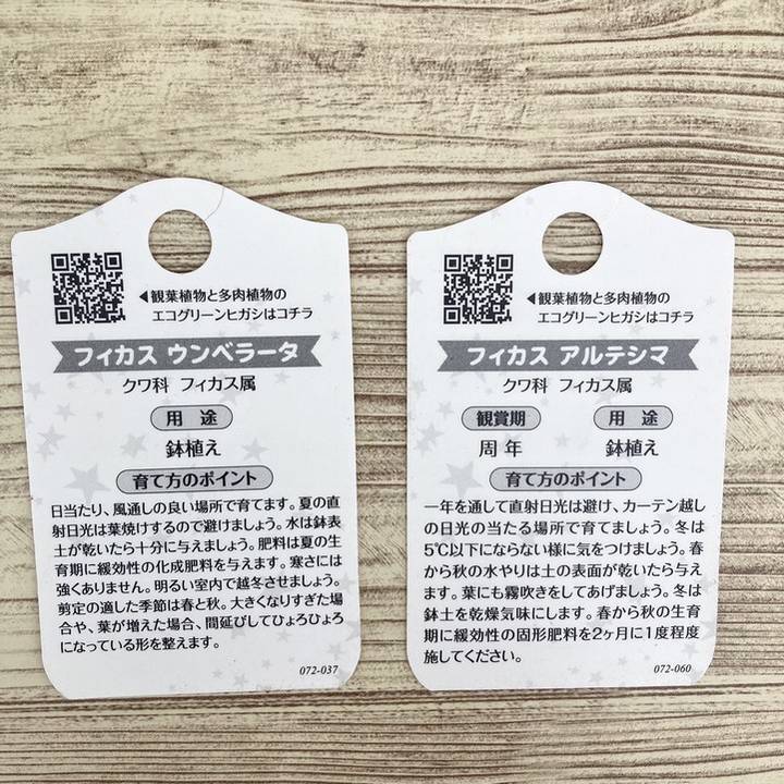 フィカス ウンベラータ＆フィカス アルテシマ 2種植え（ネジリ仕立て
