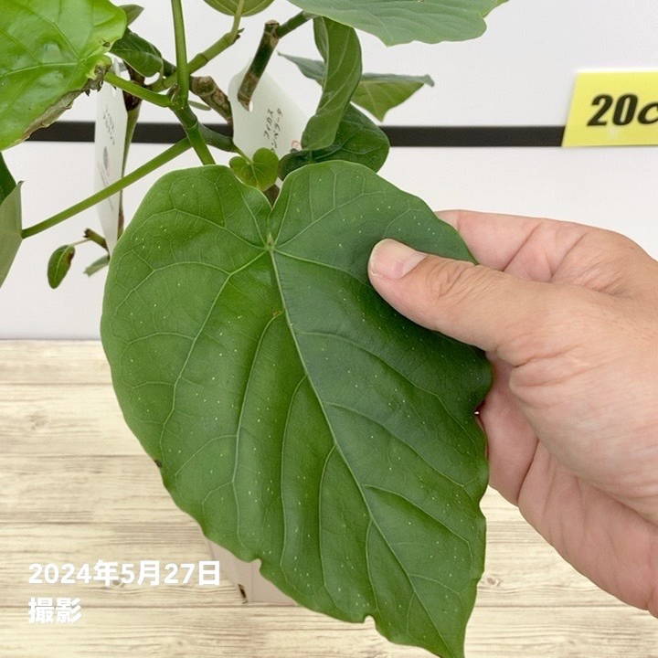 フィカス ウンベラータ＆フィカス アルテシマ 2種植え（ネジリ仕立て