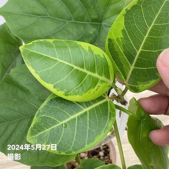 フィカス ウンベラータ&フィカス アルテシマ 2種植え(ネジリ仕立て)4号ロングスリット鉢|観葉10-TU