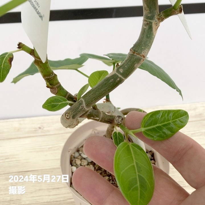 フィカス　ウンベラータ　新潟市引き渡し 配達エリア限定] フィカス ウンベラータ AG - TRANSHIP