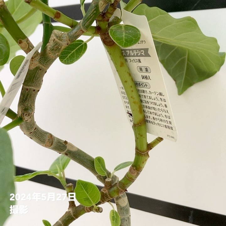 フィカス ウンベラータ＆フィカス アルテシマ 2種植え（ネジリ仕立て